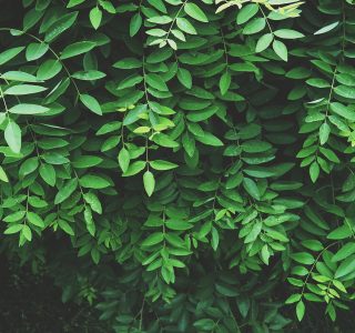 leaves-836038_1920